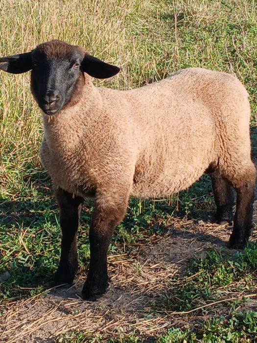 Berbec tanar Suffolk