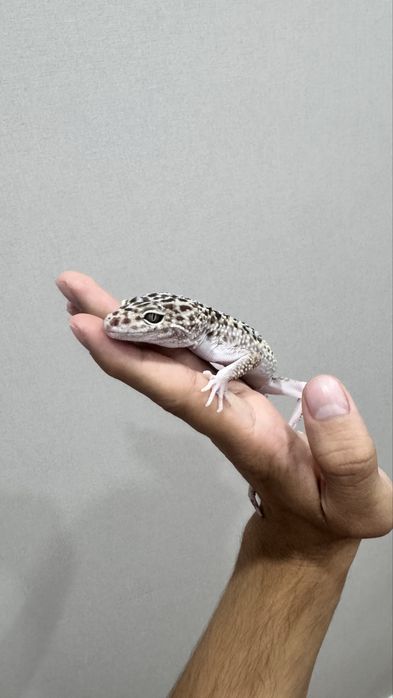 Иранский эублефар