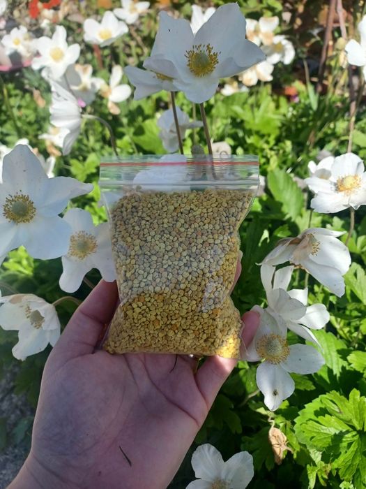 Пчелен Прашец 2026