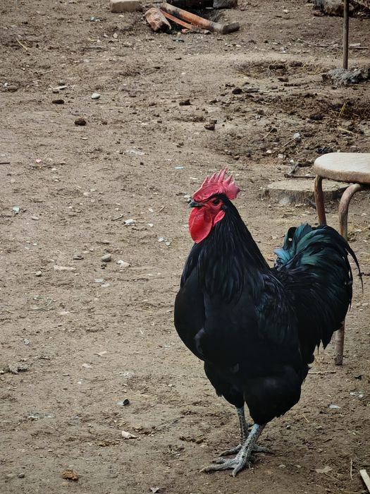 Jersi gigant va Astralop tovuq Xorozlari sotiladi
