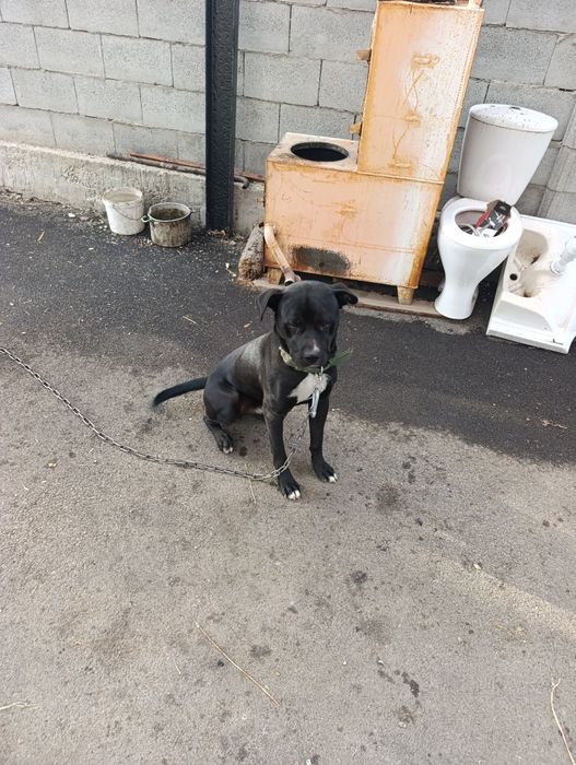 Стаффорд хороший