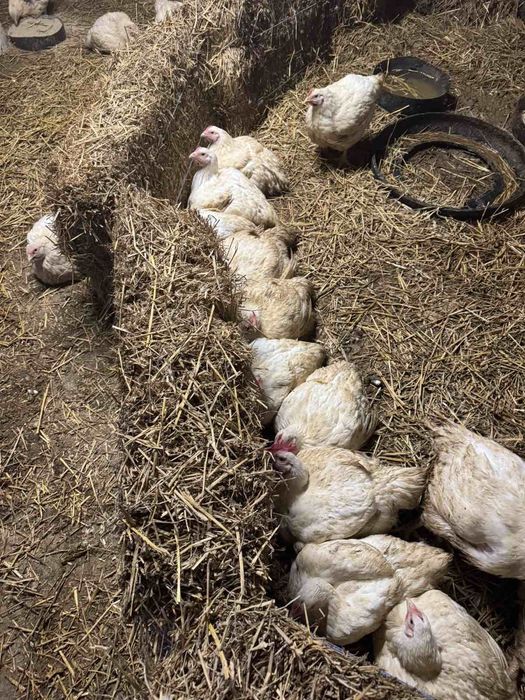 Пилета  Бройлери