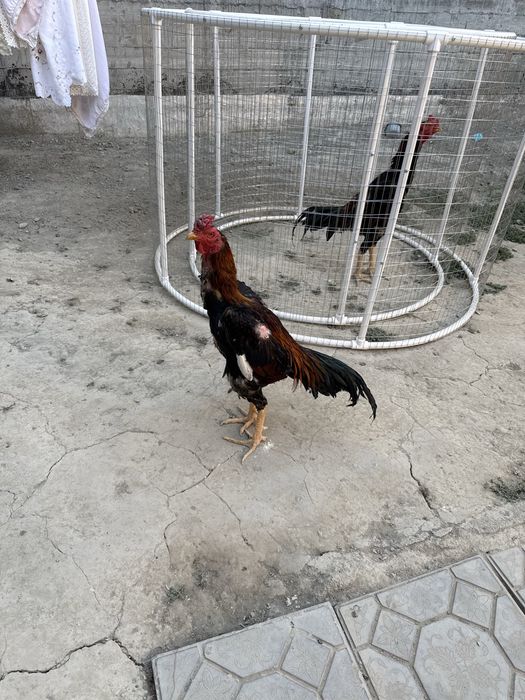 Сотилади корея шамо