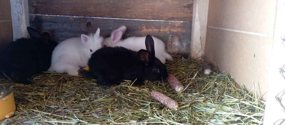 Iepurași pentru paste