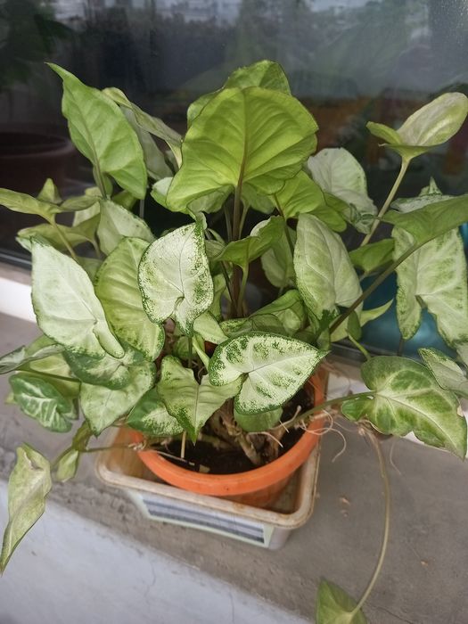 Многогодишен зелен храст. Euonymus japonicus, драцена, лирата,