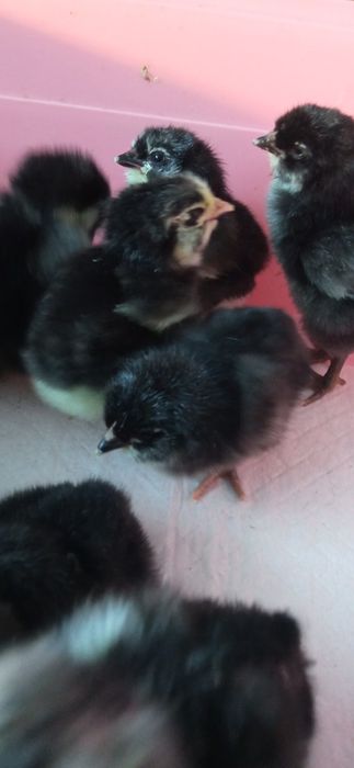Продам маленьких цыплят