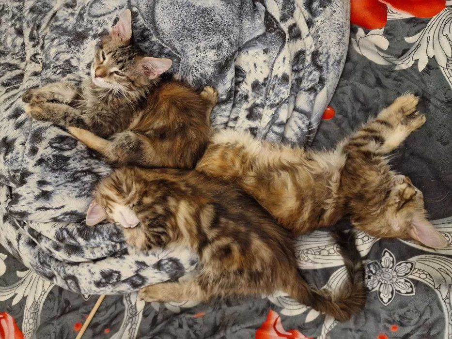 Котята Мейн-кун (девочки)