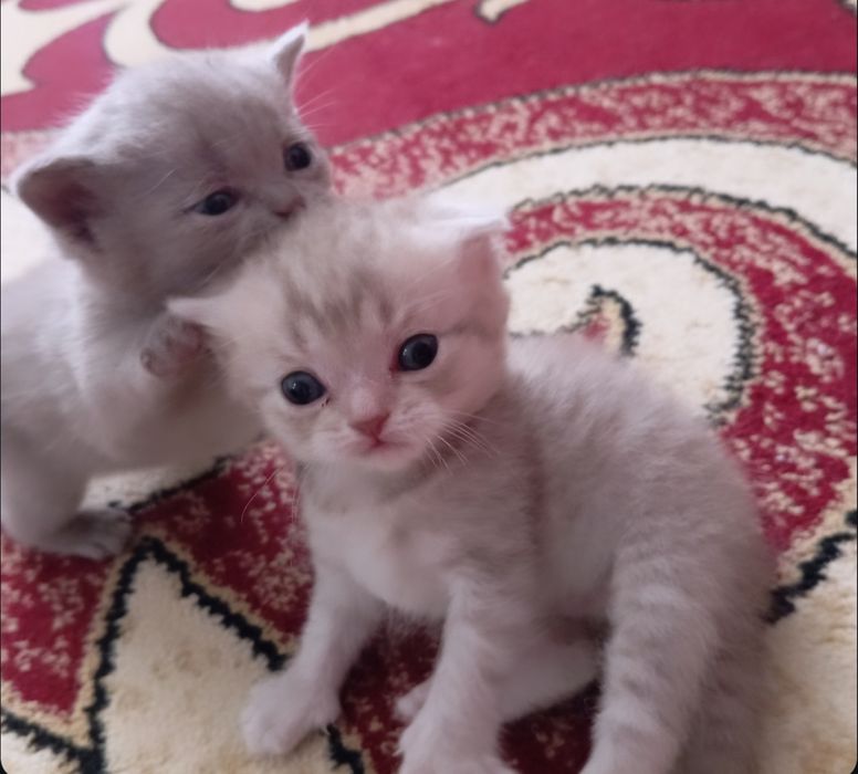 Продам Британских котят