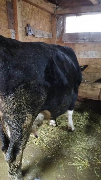 Vând  vacă.gestanta.