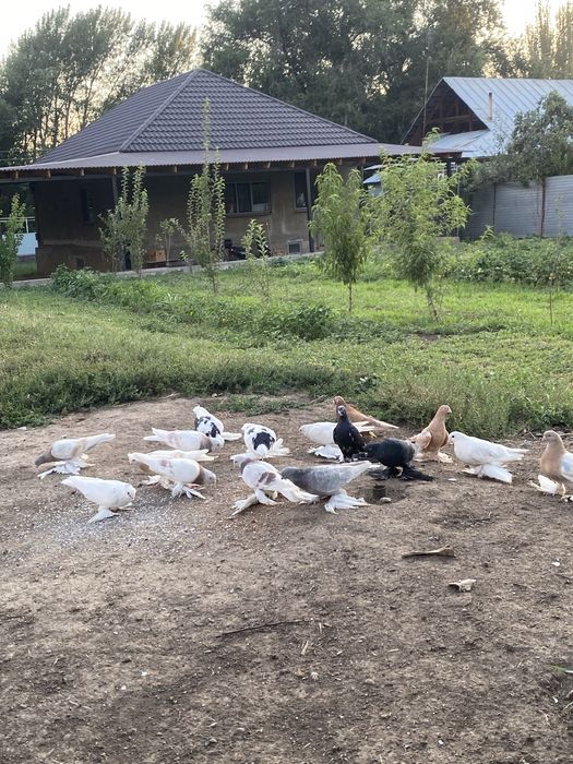 Продам хорошую птицу