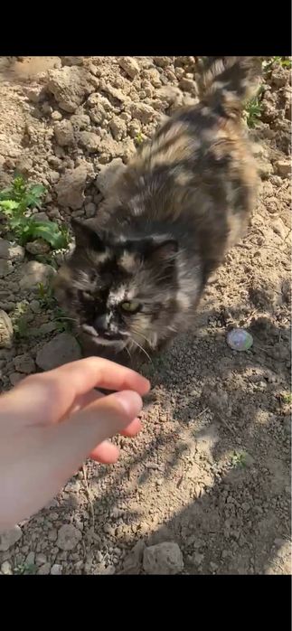 Пропала кошка!! Помогите найти