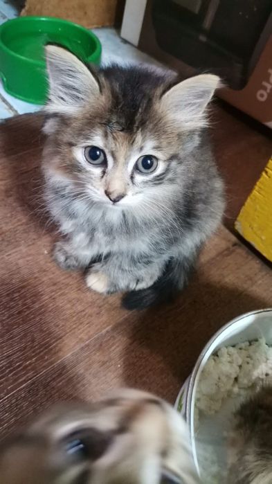 Отдам котят в добрые руки