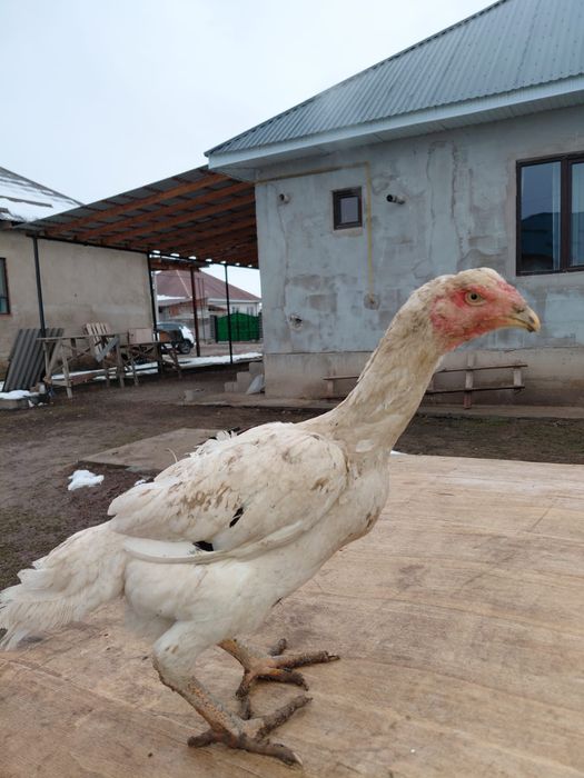 Дакан жас тауықтар  сатылады