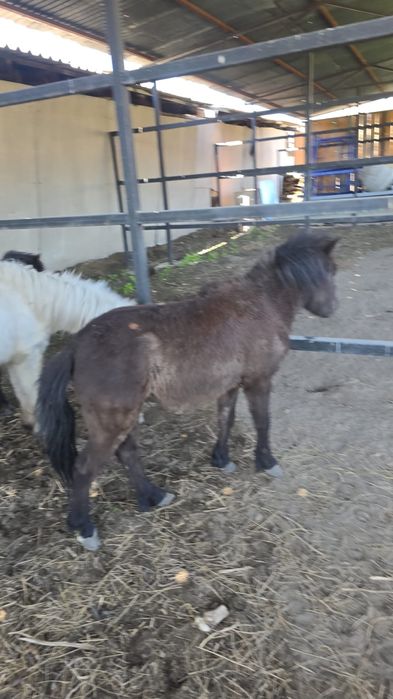 Продам пони годовалый