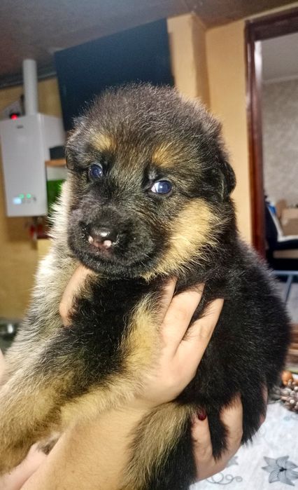 Щенки немецкой овчарки