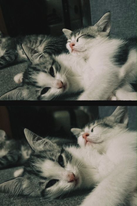 Отдам котят в добрые руки