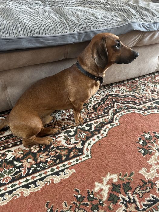 Такса кобель на случку