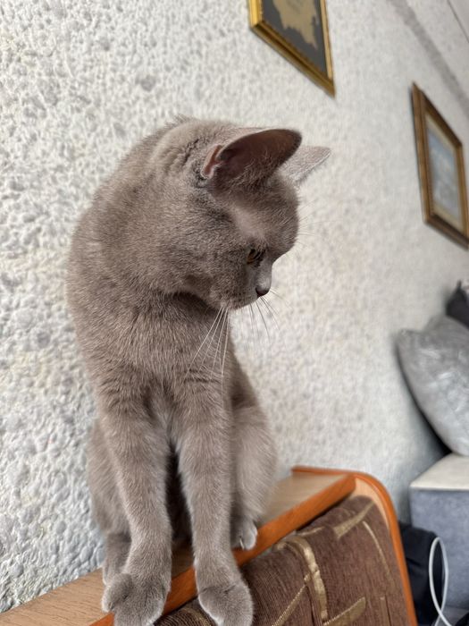 Британская кошка