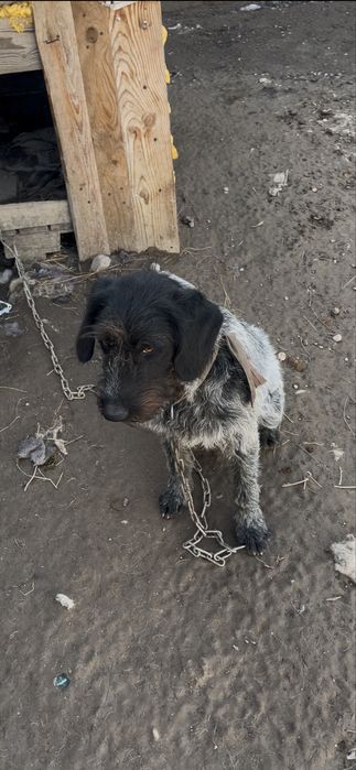 Дратхар продается 10 месец кобель