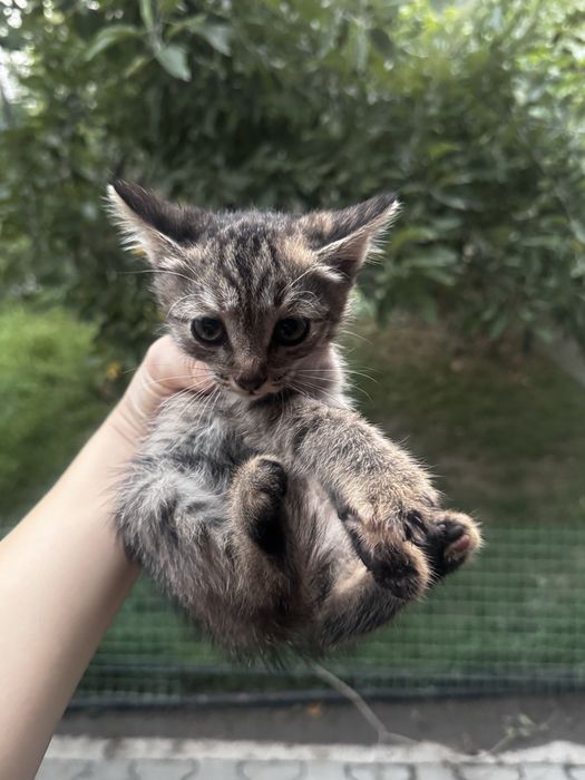Котята. Котята ищут себе дом.