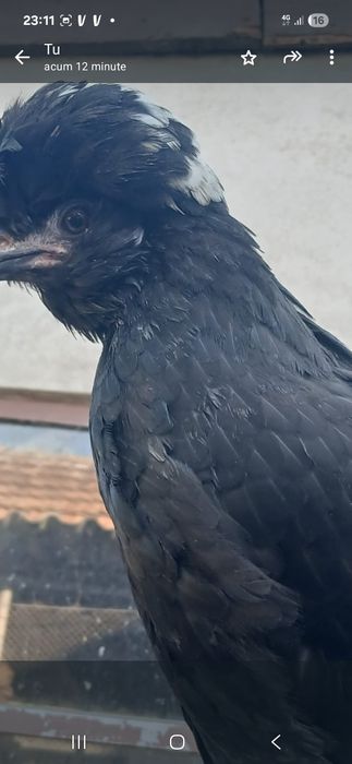 Vând moțate olandeze