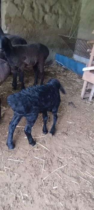 Она бола куйлар сотилада