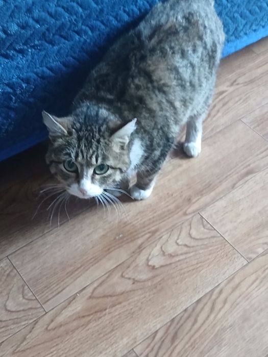 Красавица Стелла дарю