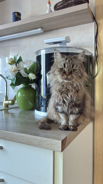 Кошка породистая бесплатно