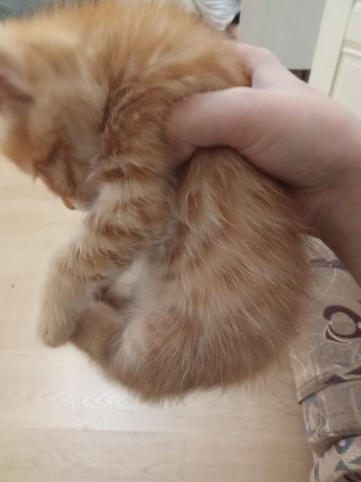 Рыжий котик мальчик