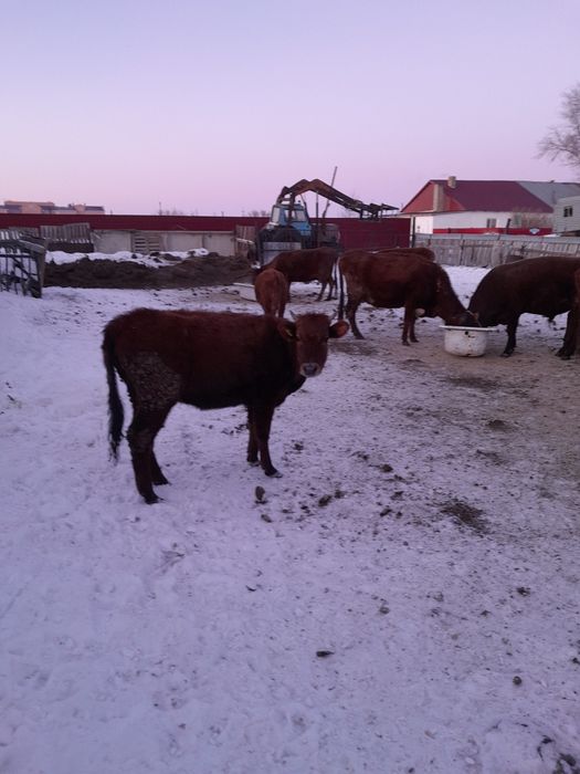 Продам тёлочек от дойных коров.
