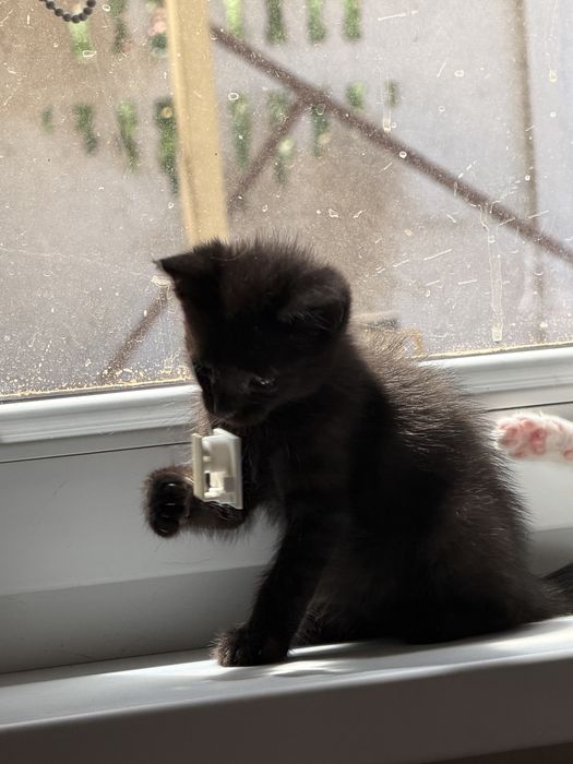 Ищет дом котёнок Уголёк!