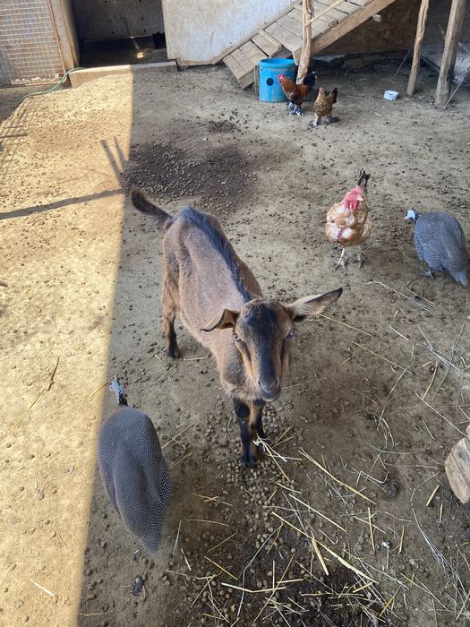 Iezi alpin francez si saneen