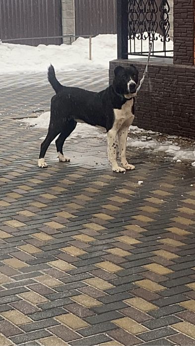 Алабай/САО/Төбет