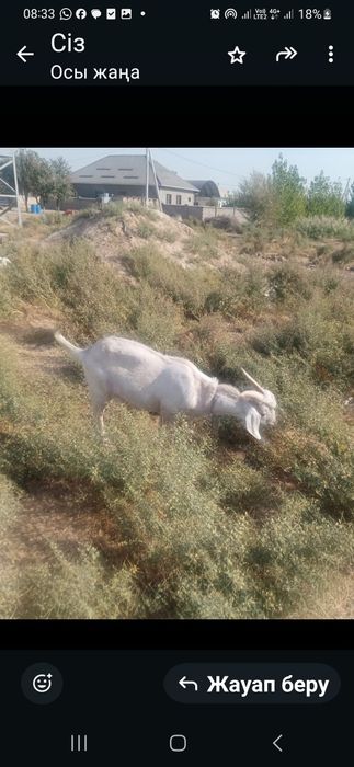 Колда багылган парода