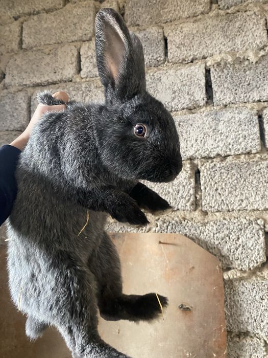 Quyon paltavskiy serebro