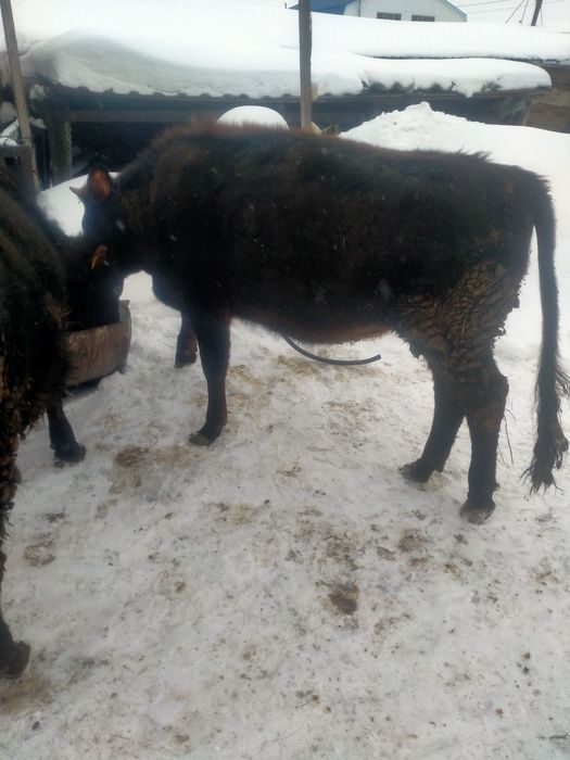 Продам бычка и телку