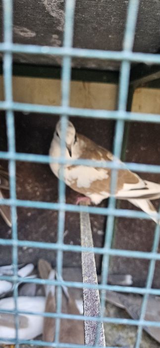 Turturele râzătoare  40 lei bucata