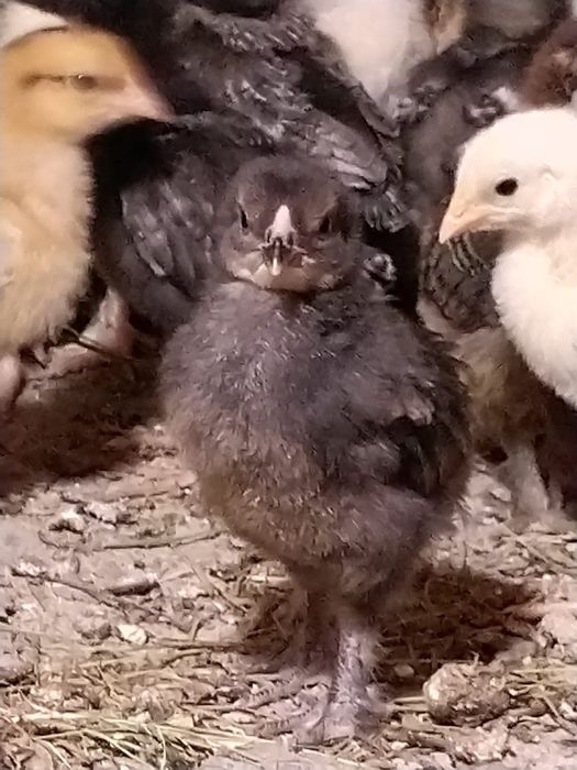 Цыплята домашние