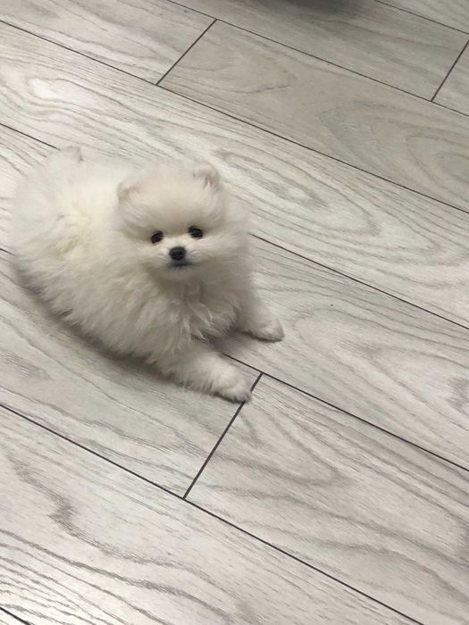 Pomeranian pui- Canisa