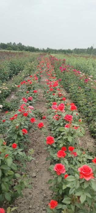 Атиргул кучатлари сотилади