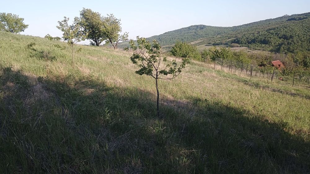 Teren construcții intravilan