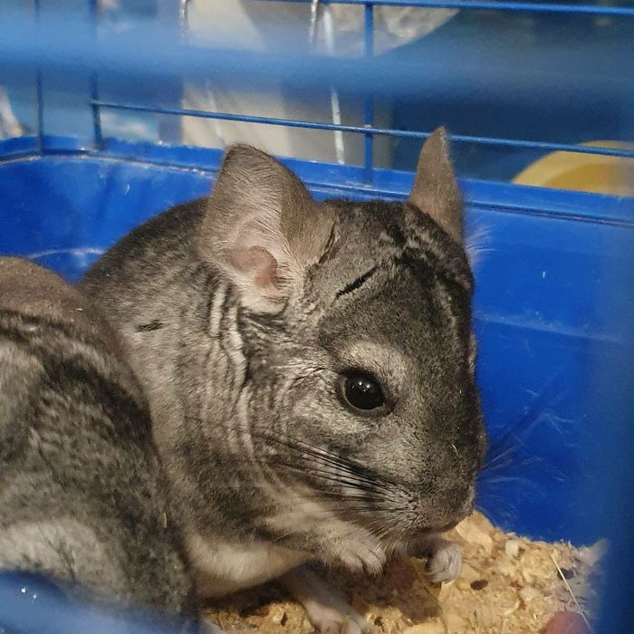 Шиншилла в продаже