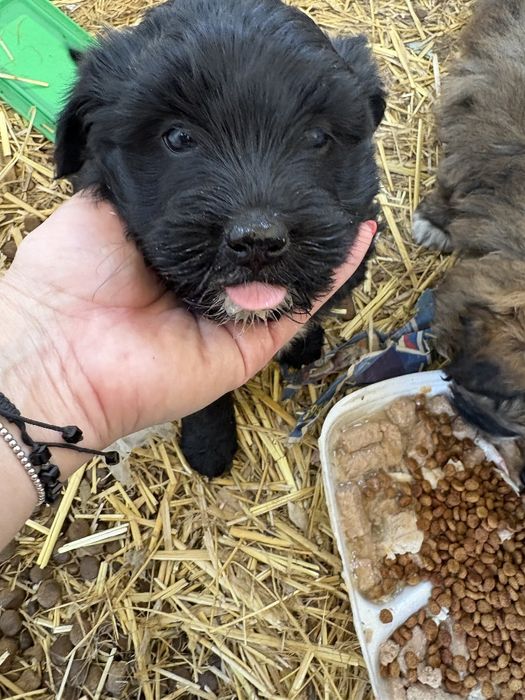 Adopții cățeluși