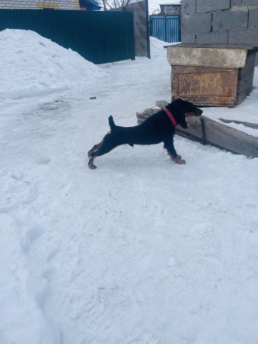 Ештеке бермим ……………