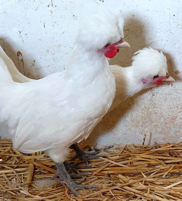 Vând cocoși moțată olandeză