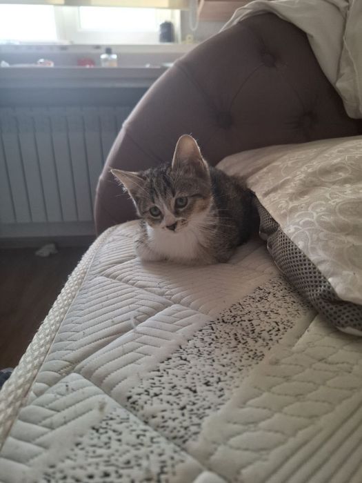 Котенок ищет добрые руки!