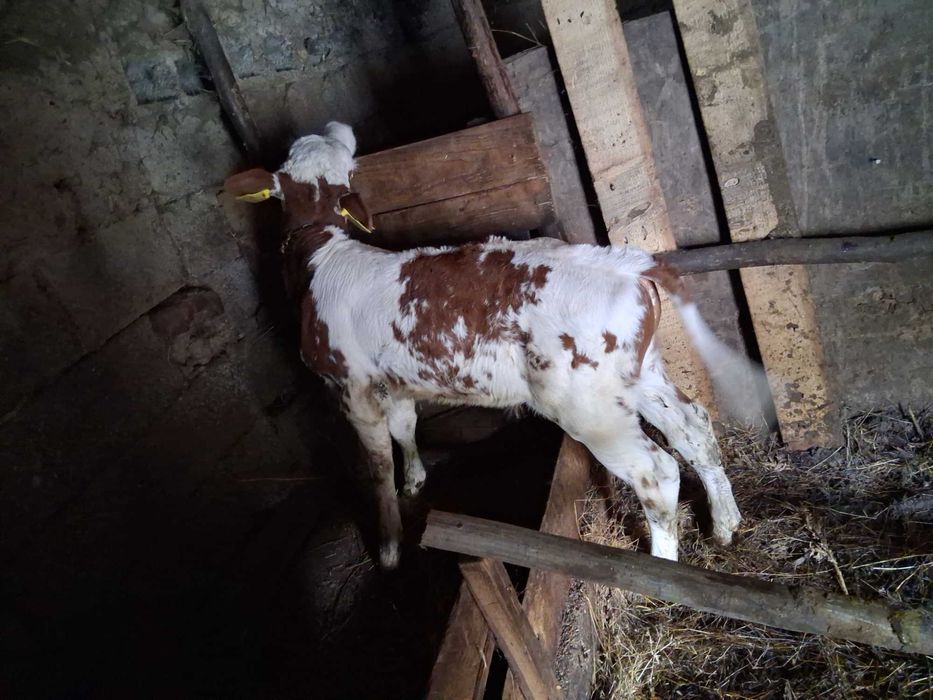 Vand vițel 3 săptămâni