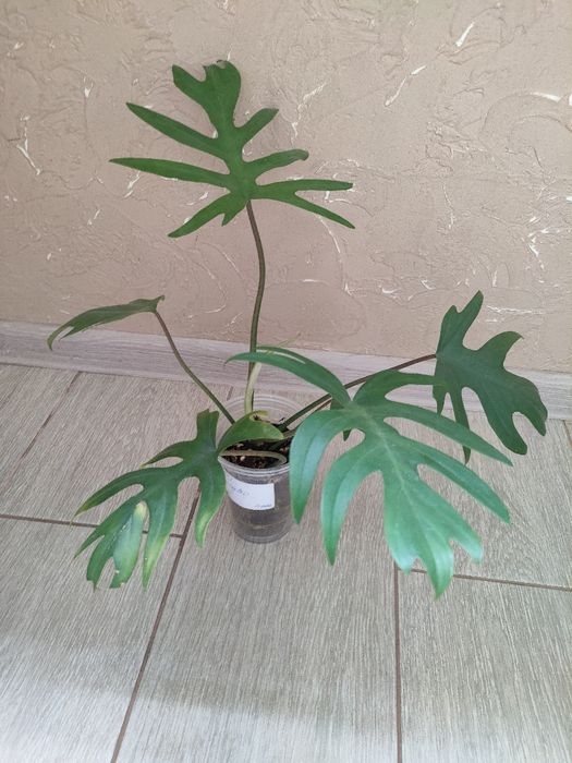 Филадендрон Майо