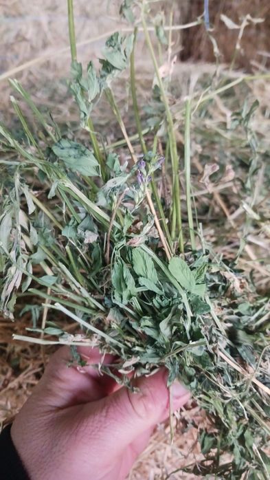 baloti  lucerna uscati si infoliati 130x120