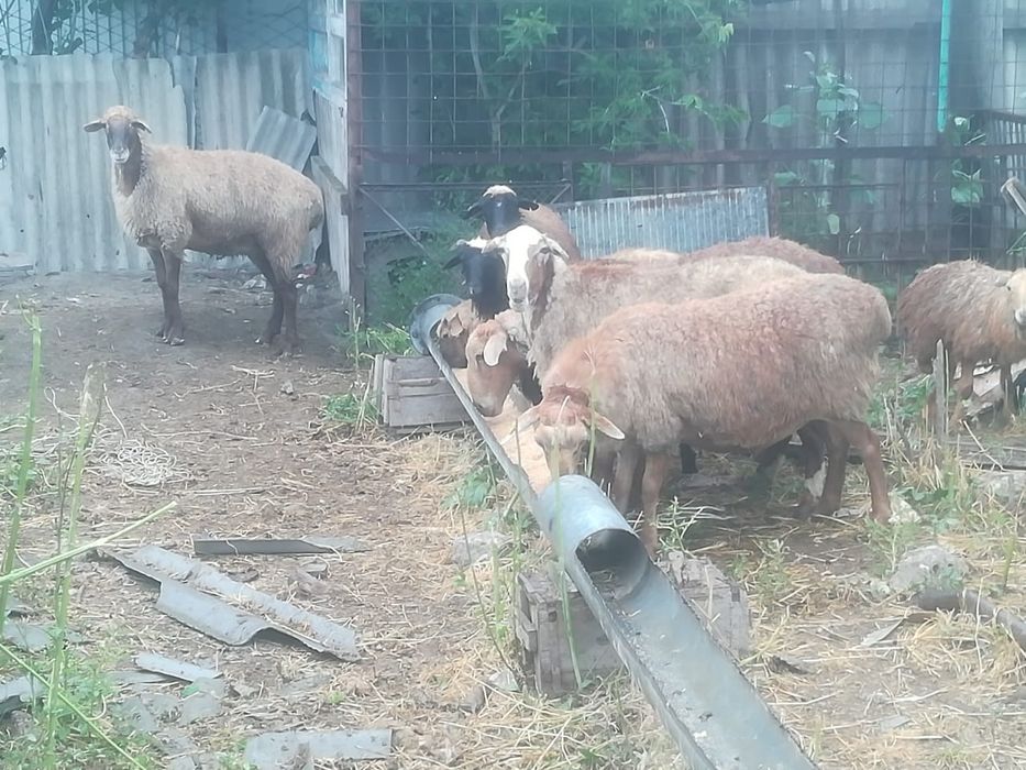 Домашние животные